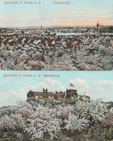 TWO BEAUTIFUL SCENERY TREES IN BLOSSOM POSTCARDS